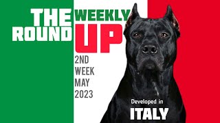 2nd Week May 2023  Cane Corso Origin Italy  Angora Rabbits  The Weekly Roundup by Boskys Kennel [upl. by Aloysius225]