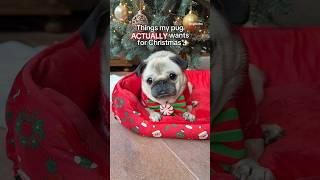 Loulou has very peculiar wishes this year 😂🎁 pug dog shorts [upl. by Lusty]