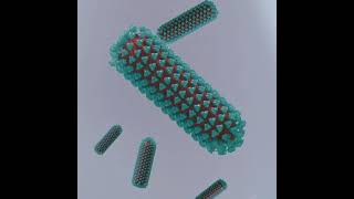 How rabies infection occurs [upl. by Gainer]