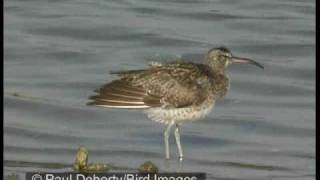 Slenderbilled curlew compared to whimbrel and curlew [upl. by Ellehcir447]