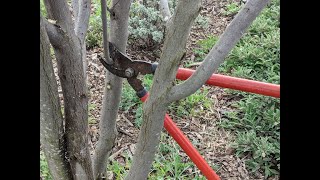 Pruning Western Redbud [upl. by Annayar]