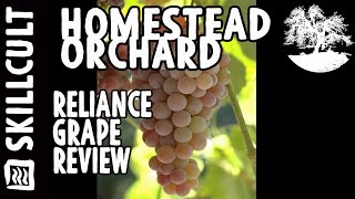 Reliance Seedless Grape Review [upl. by Fairleigh908]