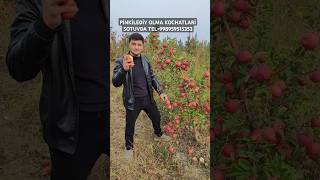 PİNKİLEDİY OLMA KOCHATLARİ SOTUVDA TEL998959515353998908411161 OBUNA BOLIB QOYAMIZ DOSLAR fruit [upl. by Ahserkal]