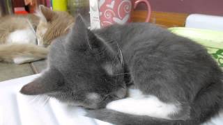 Snoring kitten aggrevates older brother [upl. by Leiuqeze]