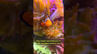 Simbiosis Mutualisme Antara Ikan Badut dan Anemon Laut [upl. by Paten]