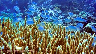 bali Nikon 1 aw1  video recording under water scuba diving [upl. by Brownson]