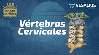 VERTEBRAS CERVICALES [upl. by Iraam]