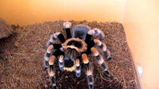 Bsmithi vs drewnojad [upl. by Yemar]