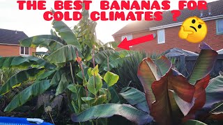 Can BANANAS grow in COLDER climates 🤔 care tips overwintering advice amp 7 different bananas i grow [upl. by Yttik454]