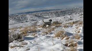 mark that downed Bird  Wyoming Upland amp English Setters [upl. by Ahsinned]