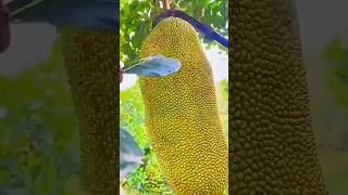 Enjoy beautiful Nature life 😲🥝🍉🥭🍓🌳🤓fruitcutting fruits shorts [upl. by Melc635]