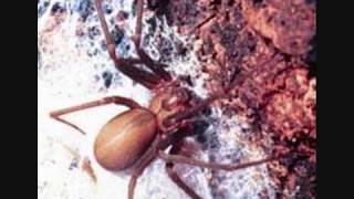 Facts About the Brown Recluse Spider  Rated the Best Video on YouTube [upl. by Jacquelynn]