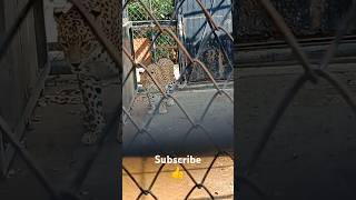 leopard wildlife cheetah bigcat roar animals viral shorts [upl. by Enived723]