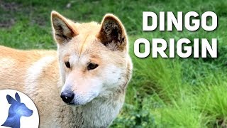 Origin of the Dingo Australias Ancient Canine [upl. by Eseer]