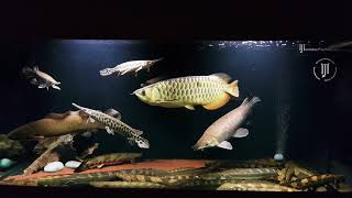 Prehistoric Fish collection featuring Turkana bichir bichir [upl. by Erbes400]