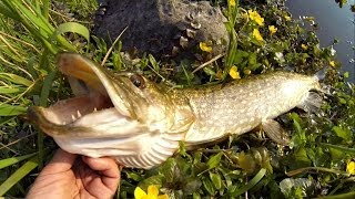 Fishing evening pike with weedless rig  Cannibal Shad lure Рыбалка щука незацепляйка  силикон [upl. by Enomsed223]