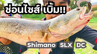 ตกปลาช่อนข้างทาง เจอช่อนไซส์เบิ้ม vs SLX DC ตกปลา shimano slxdc [upl. by Haney787]