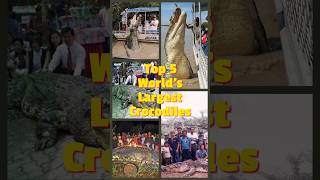 The Top 5 Largest Crocodiles Whos the King of the Crocodilians [upl. by Nyrual]