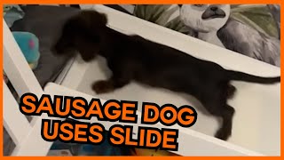 Sausage Dog Loves Playing On Slide 🐾  PAWSOME PETS [upl. by Ramed]