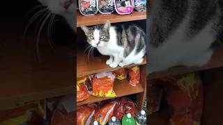 Simba the Queens NY Bodega Cat making her bed [upl. by Haliled]