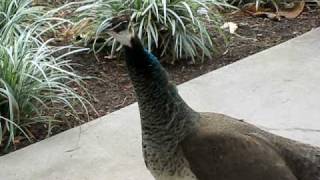 Unusual Peahen Call [upl. by Culosio]