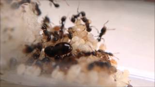 Tetramorium immigrans Brood Boosted [upl. by Aeynod]