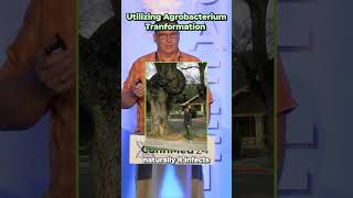 Utilizing Agrobacterium Transformation  CannMed Events [upl. by Otecina]