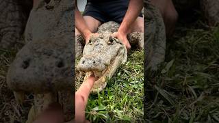 I yoinked a huge anaconda reptilescrazysnakeanimalnaturejungleyoutubeshortswildlifeviral [upl. by Aileduab]