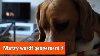 Matzy wordt geopereerd  DierenpraatTV [upl. by Ynaoj]