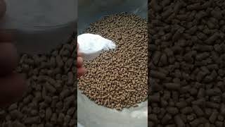 cattle feed formula DAY 1 goldy dairy farm dairyfarming cattlefarm cattlefeed motivation [upl. by Uah]