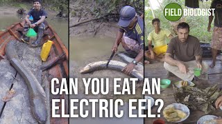 Can you eat an electric eel [upl. by Yornek]