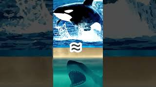 Orca killer whale vs Great White Shark  Who would win  🤔 [upl. by Tiram]