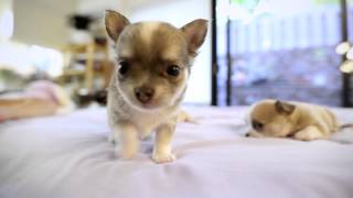 Chihuahua Puppies playing  Few months old puppies [upl. by Galatia39]