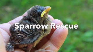 Sparrow Rescue  part one [upl. by Dnalro]