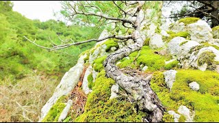 Pine Tree Yamadori Hunting at Waterfall Vol 7  Relaxing Bonsai Inspiration From Nature [upl. by Ronnie]