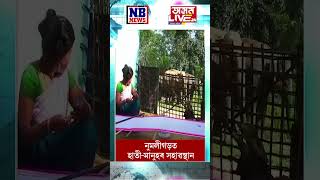 এটি ব্যতিক্ৰমী দৃশ্য৷ নুমলীগড়ত একেলগে হাতীমানুহৰ সহাৱস্থান [upl. by Yatnahs458]