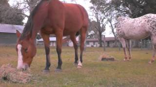 Fix uneven heels and club foot naturally more then bare foot trimming Horse tip [upl. by Tillman467]