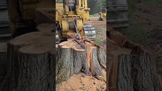 Stump removal landscape tree split [upl. by Tempest]