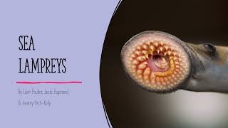 Limnology Presentation  Sea Lamprey [upl. by Enyar]