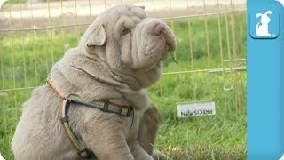 Wrinkly Shar Pei Puppy Gives Himself a Good Scratch  Puppy Love [upl. by Schnur]