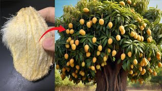 Mango Seed Magic Transform Seeds into Thriving Mango Trees [upl. by Yeniar986]