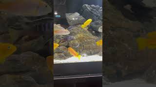 The Mbuna Cichlid Tank Lake Malawi [upl. by Nahtanoy]