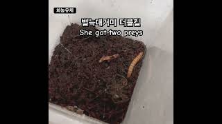 대괴수 줄닷거미 Monster dolomedes japonicus [upl. by Cornelle]