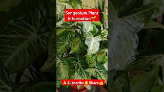 Syngonium Plant Information🌱 shorts viralvideo gardening syngonium arrowheadplant plantcare [upl. by Oringas]