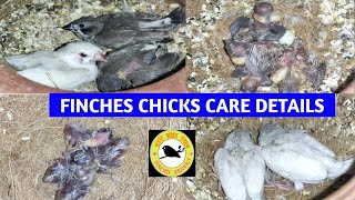 FINCHES CHICKS CARE DETAILS VIDEO  FINCHES CHICKS FOOD DETAILS  FINCHES CHICKS DETAILS தமிழ் [upl. by Hurlee97]