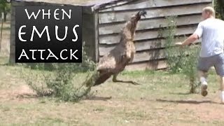 When Emus Attack  Emu Chases Man [upl. by Atnod]