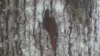 Canto do ARAPAÇURAJADO Xiphorhynchus fuscus  Lesser Woodcreeper [upl. by Phelia911]