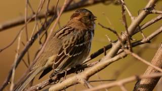 Harriss Sparrow Singing [upl. by Nnilsia]