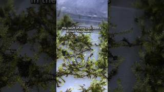 Java moss farming shorts [upl. by Eanaj966]