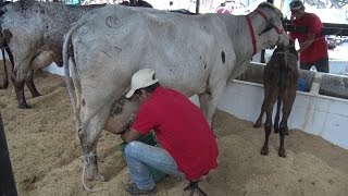 CONCURSOS LECHEROS  ROBERTO ROSALES [upl. by Lauber]